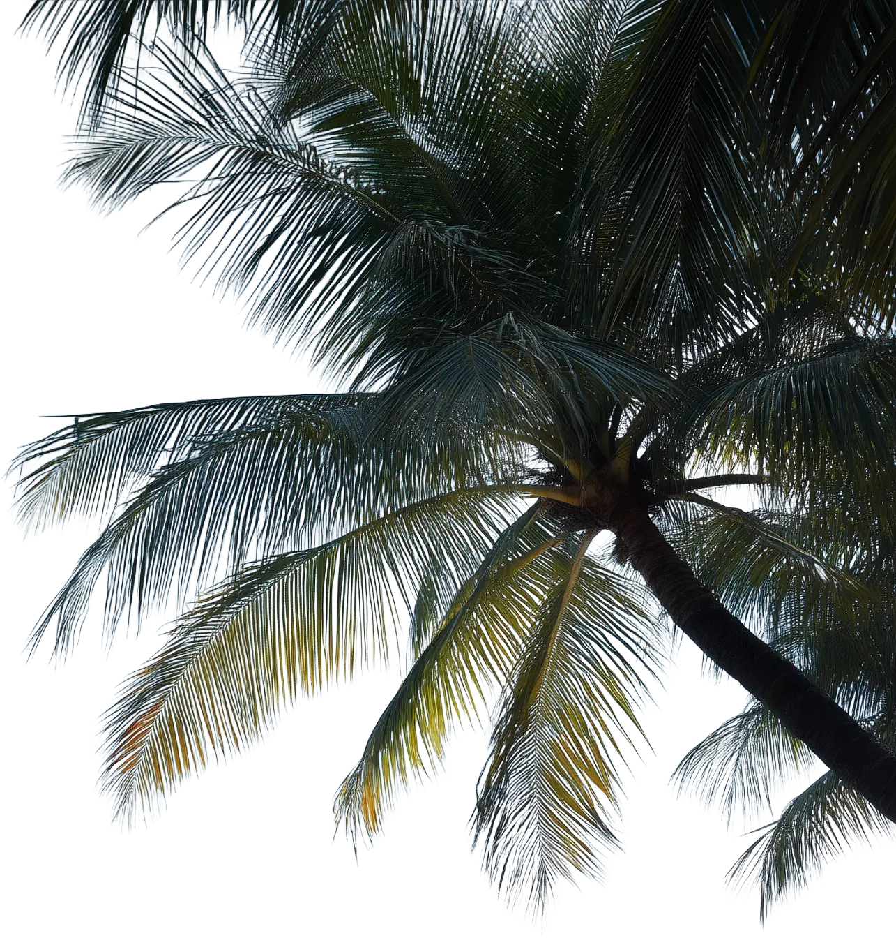 Palm Tree
